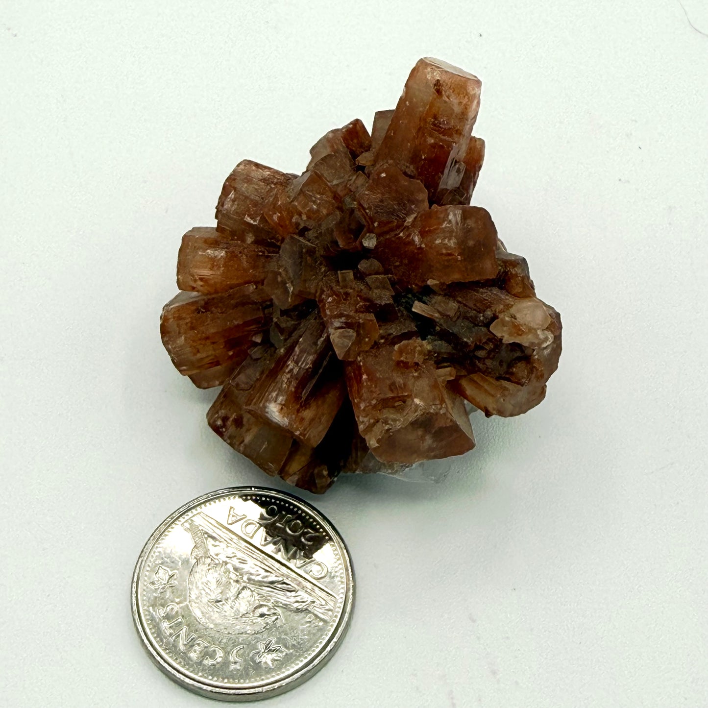 Aragonite Star Cluster (Multiple Options)