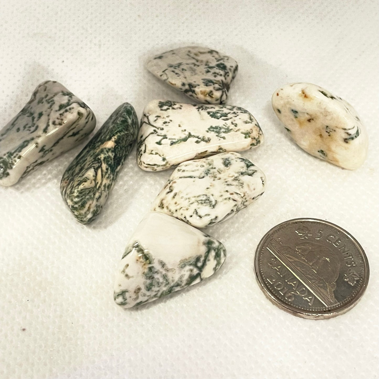 Tree Agate