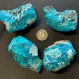 Malacolla (Multiple Options)