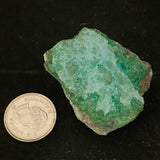 Malacolla (Multiple Options)