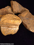 Golden Tiger's Eye (Multiple Options)