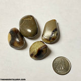 Septarian (Multiple Options)