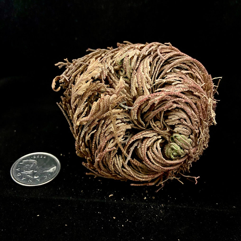 Rose of Jericho (Resurrection Plant)