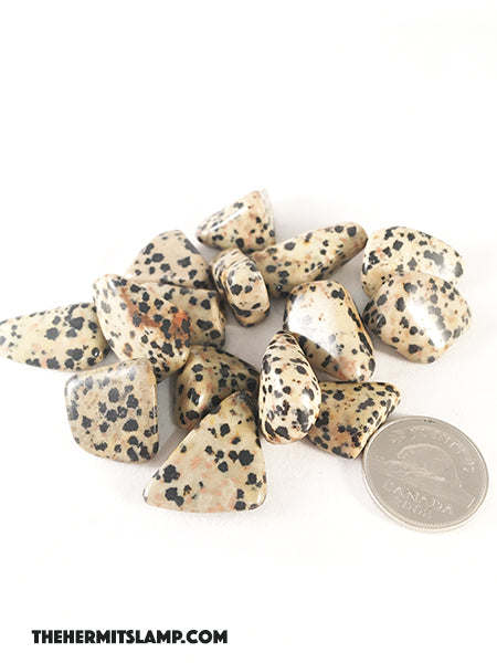 Dalmatian Jasper
