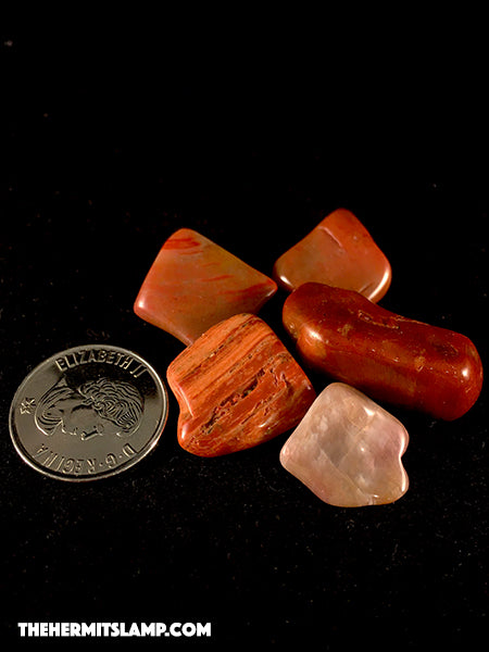 Petrified Wood