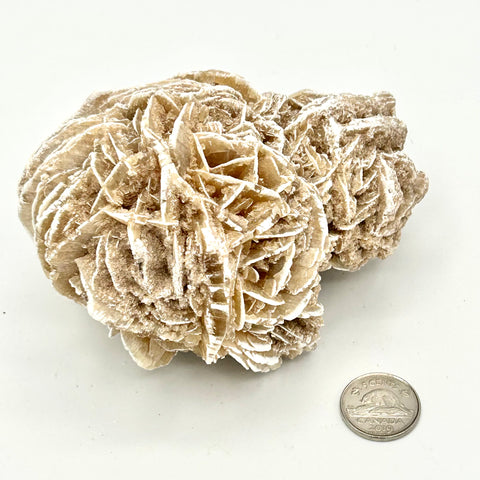 Desert Rose Cluster