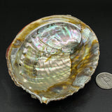 Abalone Shell (Multiple Options)