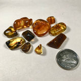 Amber (Multiple Options)