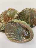 Abalone Shell (Multiple Options)