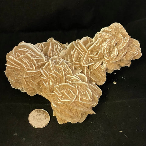 Desert Rose Cluster