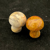 Mini Mushrooms (Multiple Options)