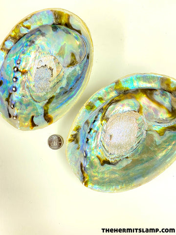 Abalone Shell (Multiple Options)