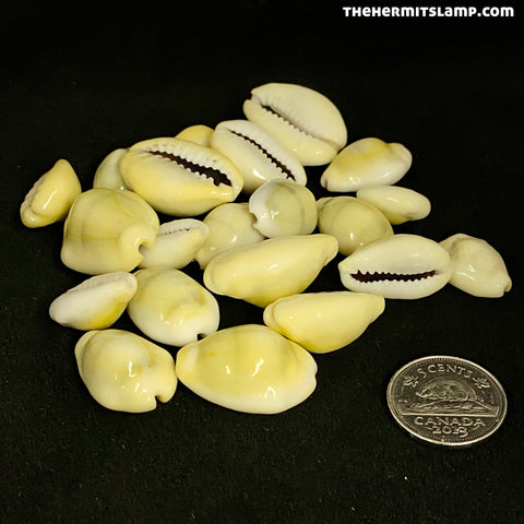 Cowrie Shells