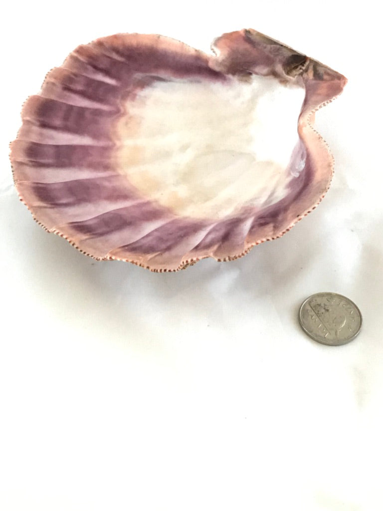 Clam Shell