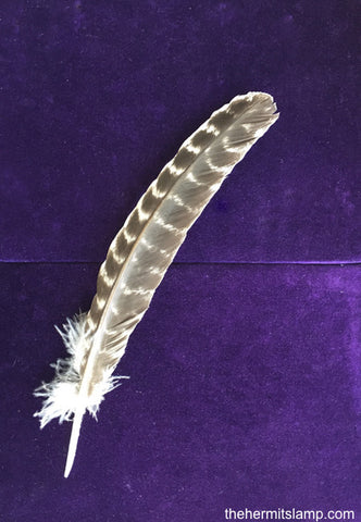 Turkey Feather